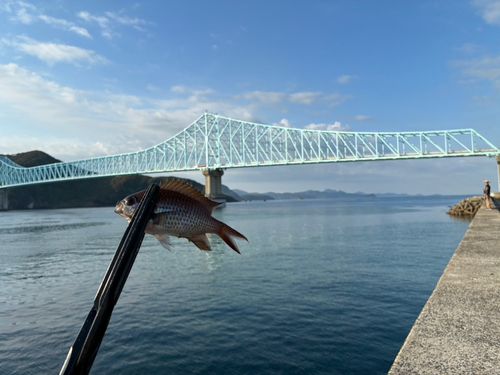 スズメダイの釣果