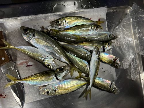 アジの釣果