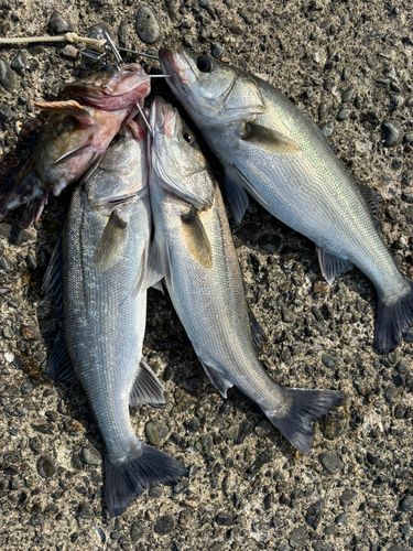 スズキの釣果