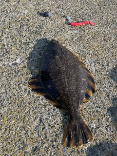 ヌマガレイの釣果