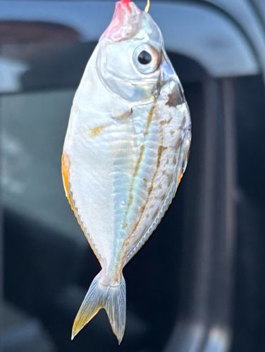 ヒイラギの釣果