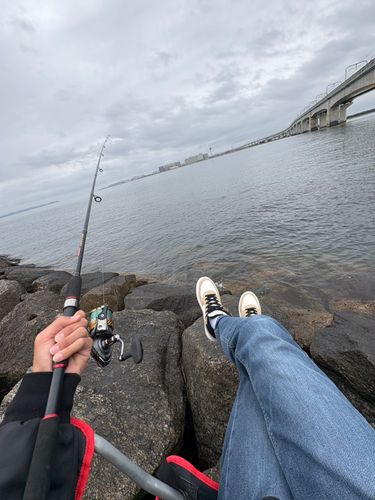 ギマの釣果
