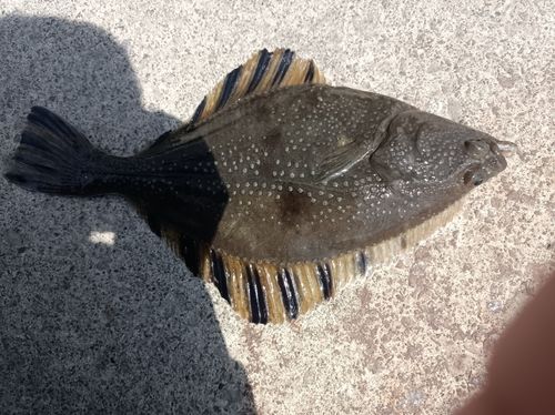 カワガレイの釣果