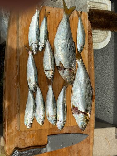 サッパの釣果