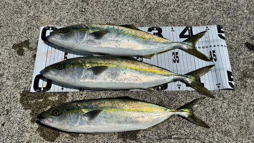 イナダの釣果