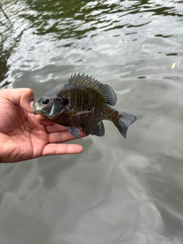 ブルーギルの釣果