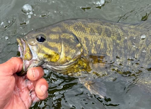 スモールマウスバスの釣果