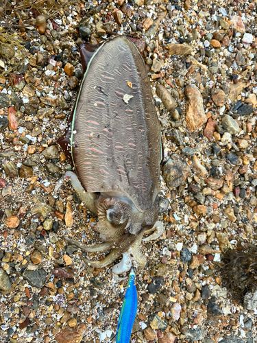モンゴウイカの釣果