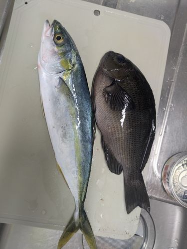 コゾクラの釣果
