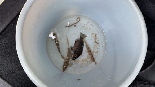 トラハゼの釣果