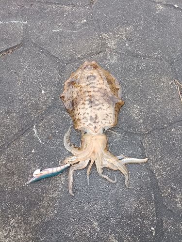 アオリイカの釣果