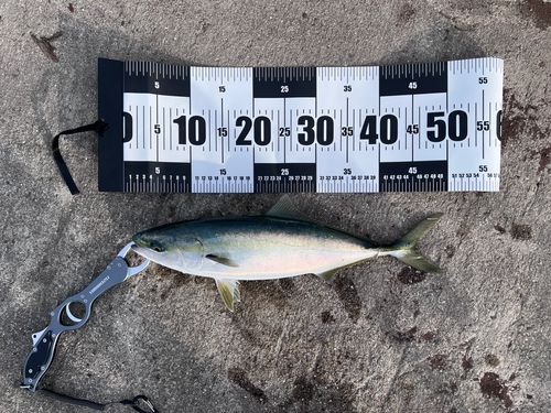 ハマチの釣果