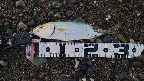 ワカシの釣果