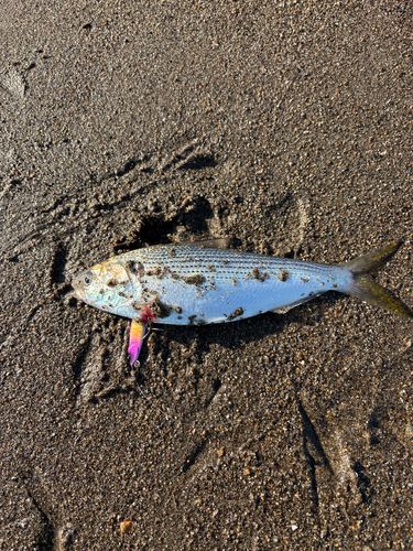 コノシロの釣果