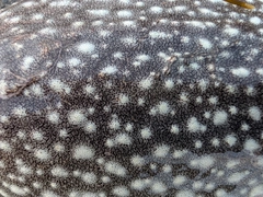 シリヤケイカの釣果