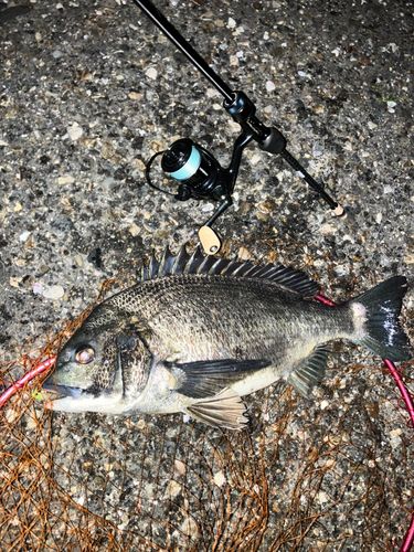 チヌの釣果