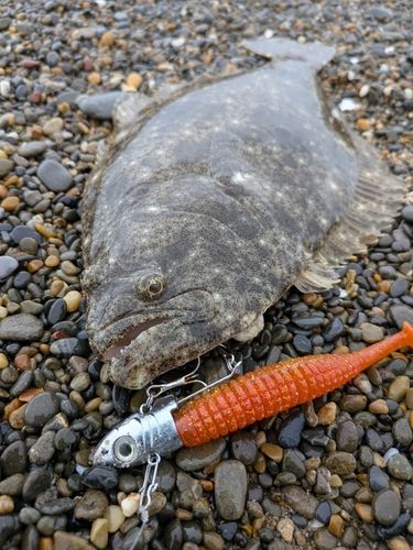 ソゲの釣果
