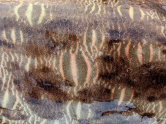 モンゴウイカの釣果
