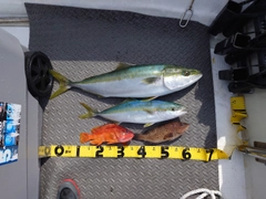 サメの釣果