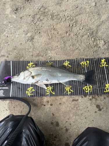 セイゴ（マルスズキ）の釣果