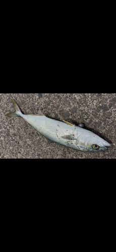 ワカシの釣果