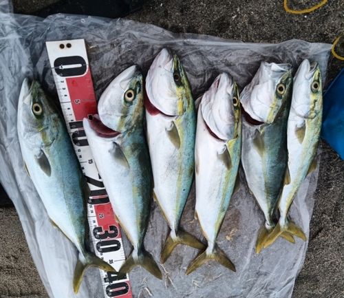 イナダの釣果