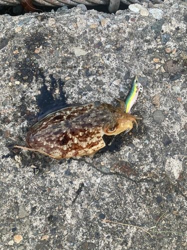 コウイカの釣果