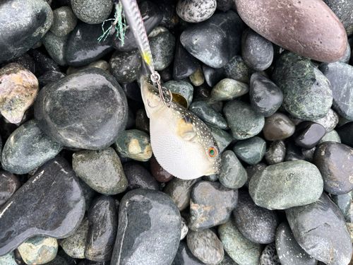 クサフグの釣果