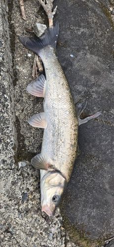 ウグイの釣果