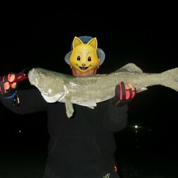 シーバスの釣果写真