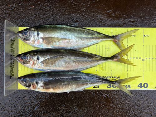アジの釣果