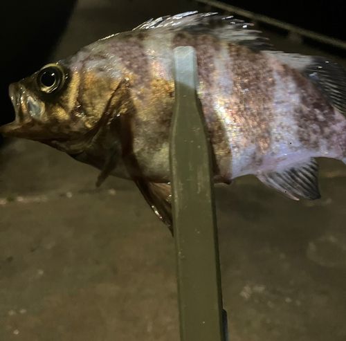 シロメバルの釣果