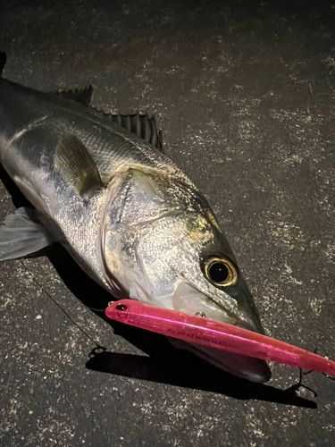 スズキの釣果