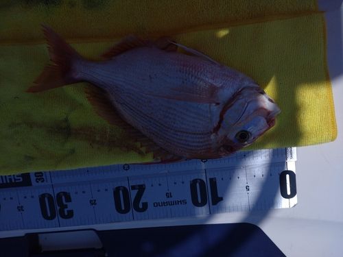チダイの釣果