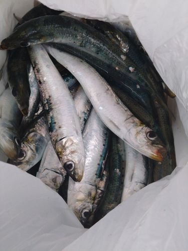 イワシの釣果