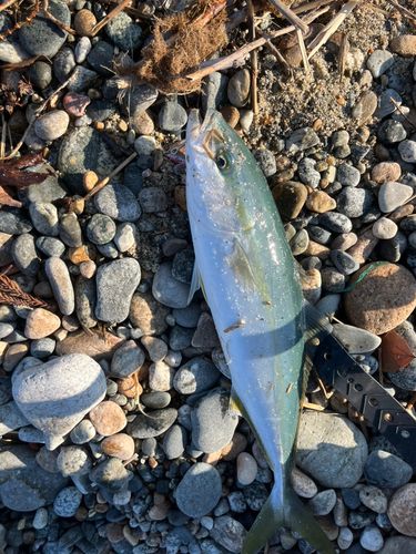 ツバイソの釣果