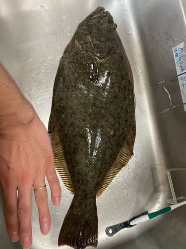 ヒラメの釣果