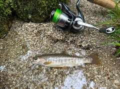イワナの釣果