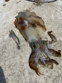 アオリイカの釣果