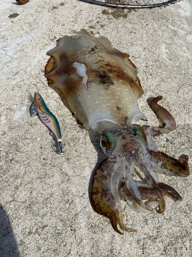 アオリイカの釣果