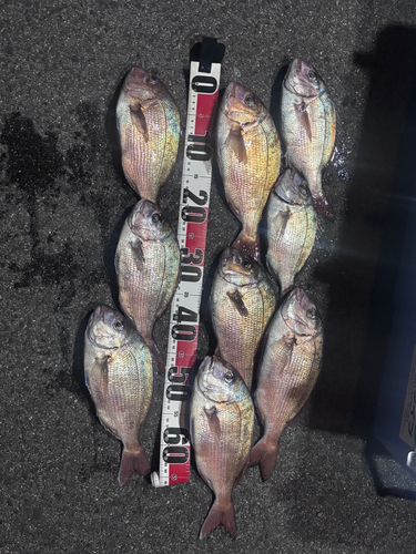 マダイの釣果