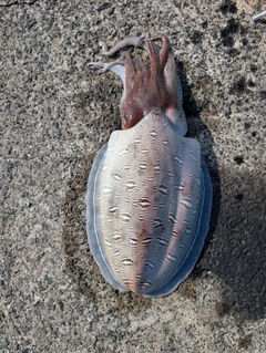 モンゴウイカの釣果