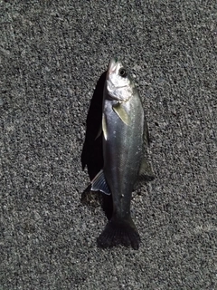セイゴ（マルスズキ）の釣果
