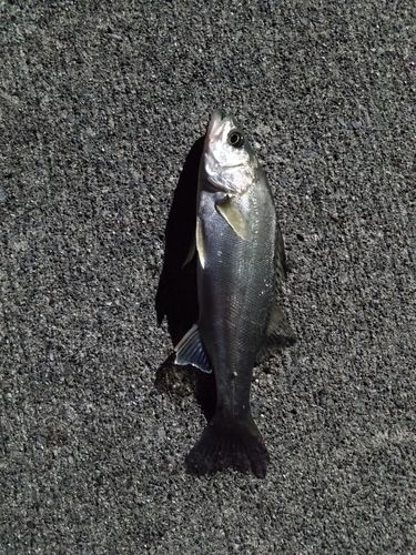 セイゴ（マルスズキ）の釣果