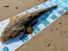 マゴチの釣果