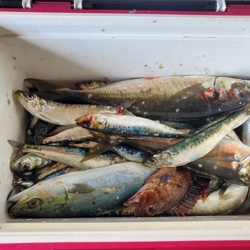 イワシの釣果