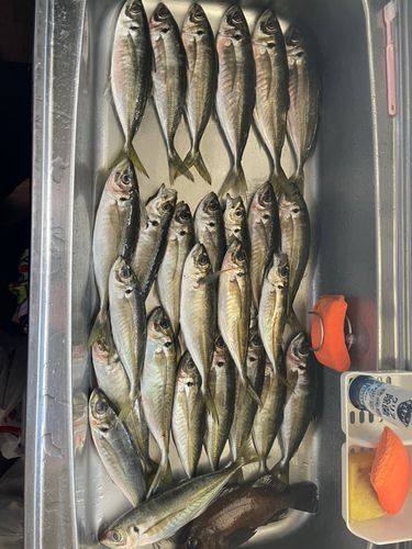 アジの釣果
