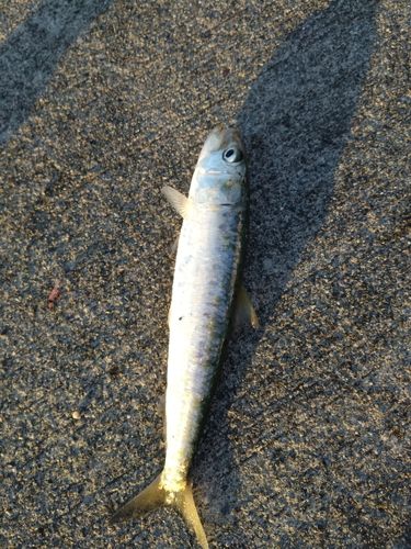 イワシの釣果