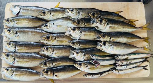 アジの釣果