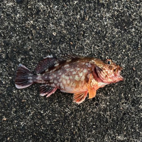 カサゴの釣果